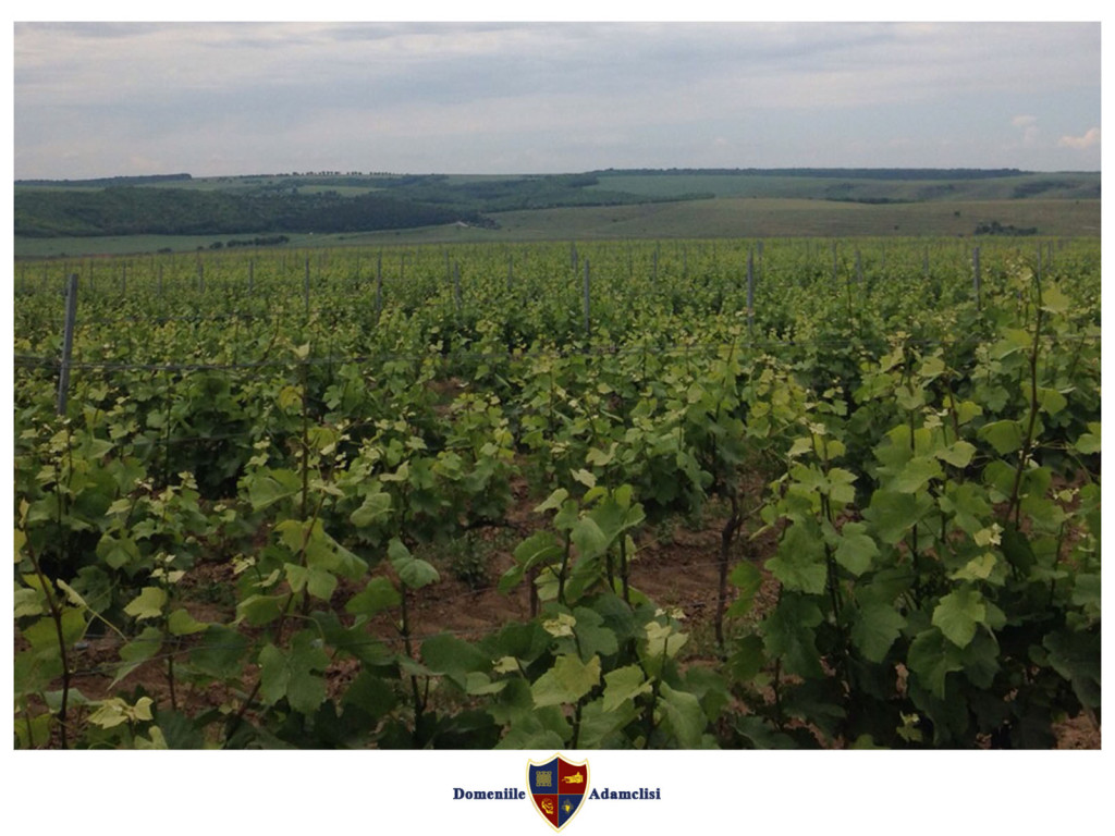 Domeniile Adamclisi 1