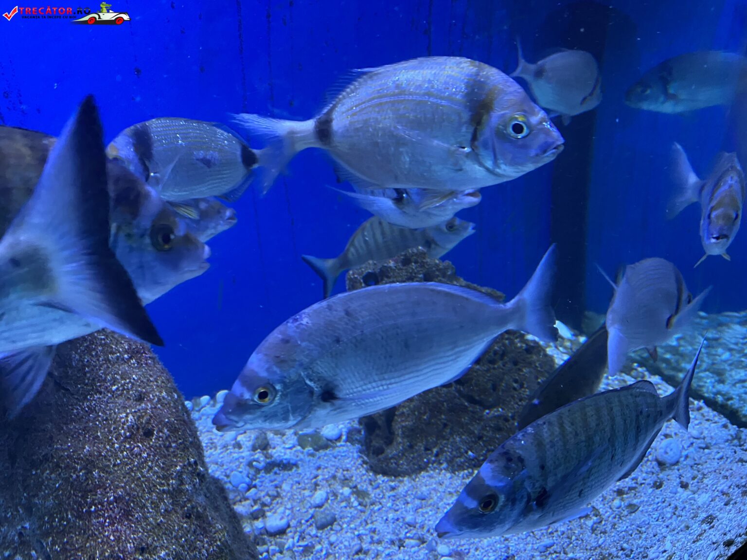 Acvariul din Baska. Insula Krk, Croația. Obiective turistice de văzut